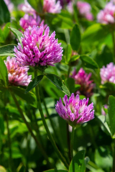 Trifolium pratense, kırmızı yonca. Yazın çayırdaki değerli çiçekleri toplayın. Şifalı ve bal taşıyan bitki, yem ve halk tıbbında tıbbi olarak yontulmuş yabani otlar..
