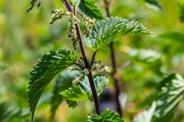 Stinging Nettles Urtica Dioica Garden Green Leaves Serrated Edges — Stock Photo, Image