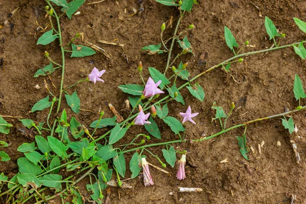 stock image Field bindweed or Convolvulus arvensis European bindweed Creeping Jenny Possession vine herbaceous perennial plant with open and closed white flowers surrounded with dense green leaves.