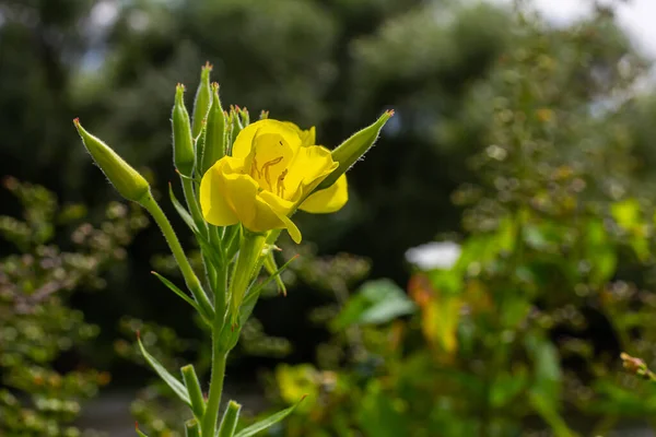 Onagra Amarilla Oenothera Biennis Planta Medicinal Para Cosméticos Cuidado Piel — Foto de Stock