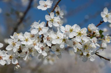 Mavi gökyüzünün altındaki ağaçtaki erik çiçeklerinin güzel dallarının seçici odak noktası, ilkbahar mevsiminde güzel Sakura çiçekleri, çiçek deseni, doğa arka planı..