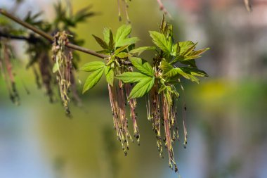 Kül yapraklı akçaağaç Akçaağaç Acer negundo çiçekleri ilkbaharın başlarında, güneşli bir günde ve doğal ortamda, bulanık arka planda.