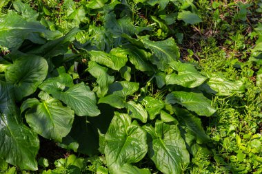 Guguk kuşu ya da Arum maculatum ok şeklinde yaprak, Araceae ailesindeki ormanlık zehirli bitki. Ok şeklinde yapraklar. Diğer isimler ise; çıplak kafa, engerek kökü, arum, vahşi arum, arum zambağı, lordlar ve leydiler..