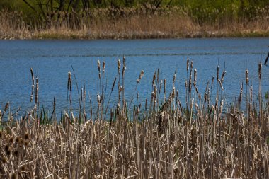 Tırmık kuyrukları nehir kenarındaki Typha latifolia 'ya hücum ediyor. İlkbaharın başındaki karlı arka planda çiçek açan tırtıl kuşlarının kapanışı. Tüylü kuyruk çiçekleri ve tohum başları.