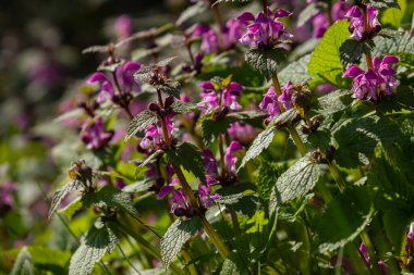 Deaf nettle blooming in a forest, Lamium purpureum. Spring purple flowers with leaves close up.
