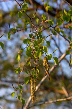 Nehir huş ağacında çiçek açan sarı Catkins 'in yakın görüntüsü baharda mavi gökyüzü arka planıyla betula nigra.