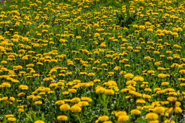 Karahindiba çiçeği olarak bilinen Karahindiba Taraxacum, çakıl yollarında da gelişebilen öncü bir bitki ve hayatta kalma sanatçısıdır. Güzel Taraxacum çiçeği yeşil bir bahçede.