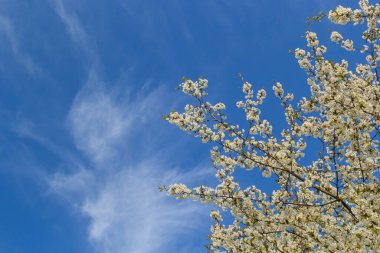 Mavi gökyüzünün altındaki ağaçta kiraz çiçeklerinin güzel dallarının seçici odak noktası, ilkbahar mevsiminde Sakura çiçekleri, çiçek desenleri, doğa arka planı..