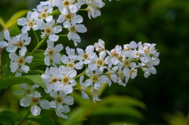 Mavi gökyüzünün arka planında çiçek açan kuş kiraz dalı. Bahar. Makro. Çiçeklerin arka planı yatay. Prunus padus.