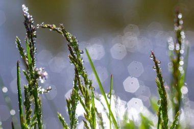 Taze yeşil çimen çiy ile yakın kadar bırakır. Driops taze çimenlerin üzerinde yağmur sonrası su. Hafif çiğ yeşil çimenlerin üzerinde.