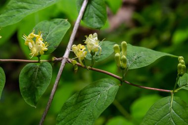 Lonicera hystheum, sinek gitti. Çiçekler seçici fotusu kapatır..