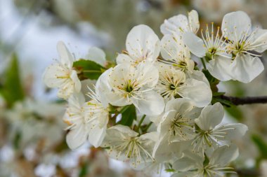 Mavi gökyüzünün altındaki ağaçtaki erik çiçeklerinin güzel dallarının seçici odak noktası, ilkbahar mevsiminde güzel Sakura çiçekleri, çiçek deseni, doğa arka planı..