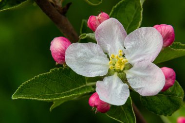 Çiçek tomurcukları, çiçekler ve yeşil taze yapraklar çiçek açan bir elma ağacının dalında. Pembe tomurcuklara yakın çekim ve baharda bulanık bir arkaplanda bir elma ağacının çiçekleri. Seçici odak.