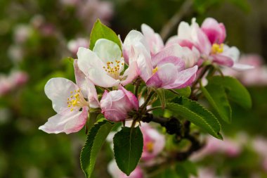 Çiçek tomurcukları, çiçekler ve yeşil taze yapraklar çiçek açan bir elma ağacının dalında. Pembe tomurcuklara yakın çekim ve baharda bulanık bir arkaplanda bir elma ağacının çiçekleri. Seçici odak.