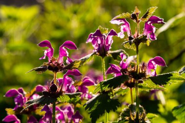 Benekli, ölü lamium maculatum pembe çiçekleri. Bahçedeki şifalı bitkiler.
