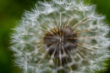Güneşli bahar günlerinde çayırlardaki karahindiba çiçeklerinden oluşan narin yumuşacık bir çiçek..