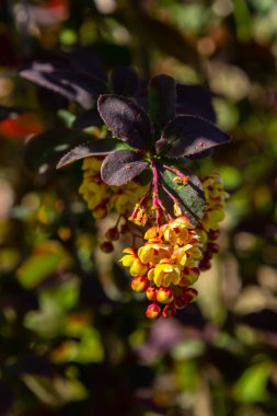 Berberis thunbergii Japon böğürtlen süsleme çalısı, çiçek açmış küçük sarı yapraklı güzel bir çiçek grubu, mor kırmızımsı yapraklar.