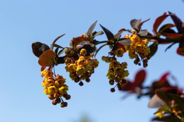 Berberis thunbergii Japon böğürtlen süsleme çalısı, çiçek açmış küçük sarı yapraklı güzel bir çiçek grubu, mor kırmızımsı yapraklar.