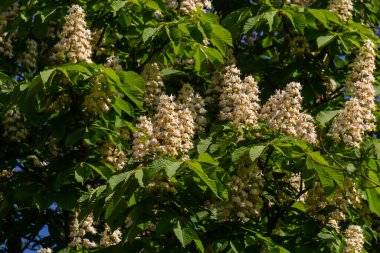 Cluster with white chestnut flowers. White chestnut blossom with tiny tender flowers and green leaves background. Horse chestnut flower with selective focus. Horse chestnut blossoming in springtime.