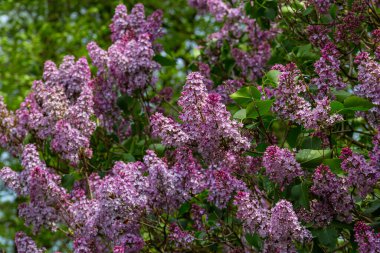 İlkbaharda mor leylak çalıları çiçek açar. Yeşil bahçede güzel çiçekli duvar kâğıdı.