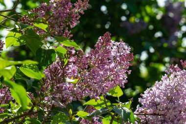 İlkbaharda mor leylak çalıları çiçek açar. Yeşil bahçede güzel çiçekli duvar kâğıdı.