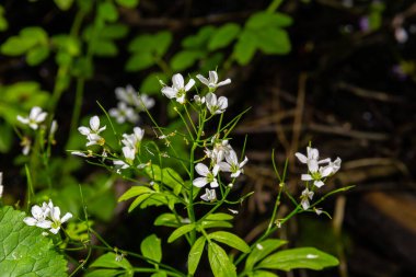 Cardamine Amara, büyük acı tereyağı olarak bilinir. Bahar ormanı. Çiçek açan bir bitkinin çiçek arkaplanı.