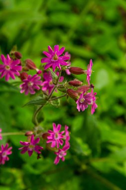 Silene dioica Melandrium rubrum, Caryophyllaceae familyasından bir bitki türü. Kırmızı kafes.