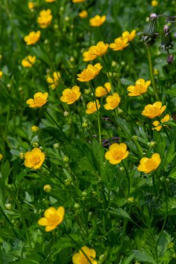 Ranunculus Tövbe 'ye yakın çekim, sürünen düğün çiçeği, Ranunculaceae familyasının çiçek açan bir bitkisidir..