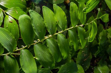 Polygonatum multiflorum, Süleyman 'ın mührü, Davut' un arpı, Cennete merdiven dayaması veya Avrasya Süleyman 'ın mührü, Asparagaceae familyasından bir bitki türü..