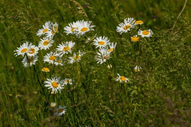 Çayırda yetişen papatya çiçekleri, beyaz papatyalar. Oxeye papatya, Leucanthemum vulgare, Papatya, Dox-eye, Common papatya, Dog papatya, Bahçe konsepti.