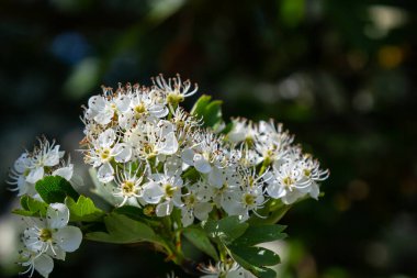 Orta kara dikenli bir dalın ya da krataegus laevigata 'nın bulanık bir arka planı olan şifalı otlar ve tıbbi bitkiler bahçesinde çekilmiş yakın plan fotoğrafı..
