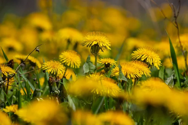 Πικραλίδα Taraxacum Officinale Λουλούδι Τοίχου Είναι Ένα Πρωτοπόρο Φυτό Και — Φωτογραφία Αρχείου