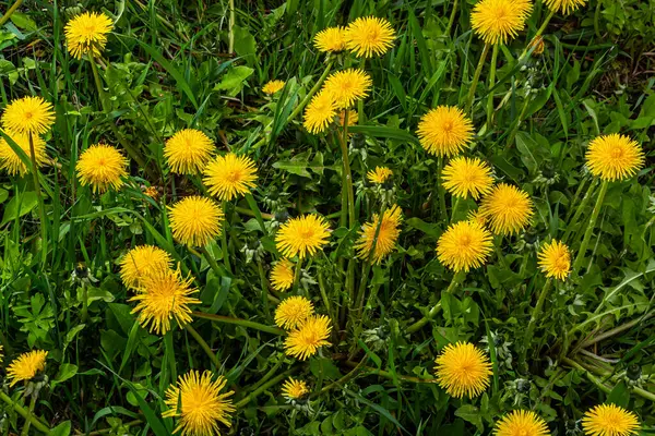 Πικραλίδα Taraxacum Officinale Λουλούδι Τοίχου Είναι Ένα Πρωτοπόρο Φυτό Και — Φωτογραφία Αρχείου
