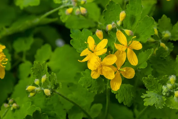 Macro Foto Van Natuurlijke Gele Bloemen Van Celandine Achtergrond Bloeiende — Stockfoto