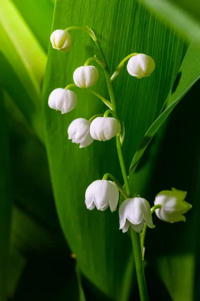 リリー バレーの花小さな白い鐘でConvalaria Majalis 有毒植物のマクロクローズアップ 春のヘラルドと人気のある庭の花 — ストック写真