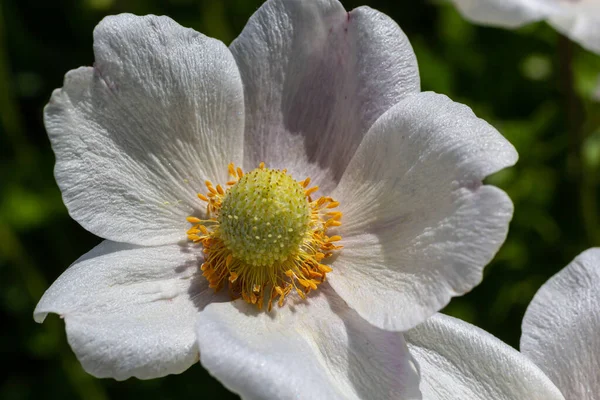 Білі Весняні Квіти Зеленому Газоні Білі Квіти Анемони Анемона Сильвестр — стокове фото