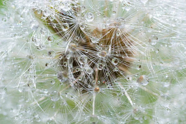 Water Droplets Dandelion Flower Macro Close Morning Sunshine Bokeh Lights — Stock Photo, Image