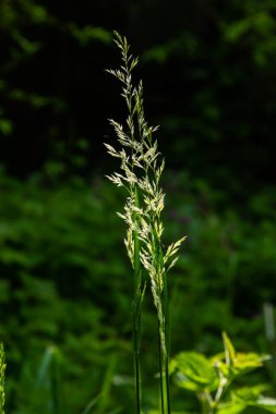 Çimen çayır çayırı. Çelik panikle kaplı. Poa pratensis yeşil çayır Avrupa otları.