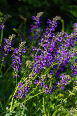 Salvia pratensis, Lamiaceae familyasından Avrupa, Batı Asya ve Kuzey Afrika 'ya özgü bir bitki türüdür..