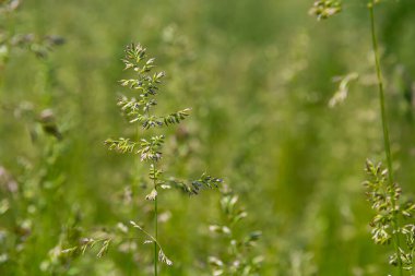 Çimen çayır çayırı. Çelik panikle kaplı. Poa pratensis yeşil çayır Avrupa otları.