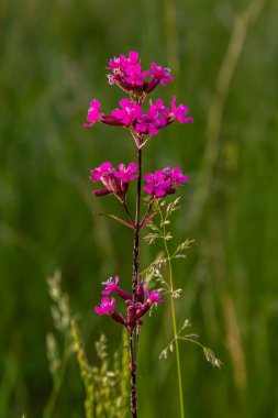 Silene viscaria, Viscaria vulgaris, Caryophyllaceae. Yazın vahşi bitki vuruşu..