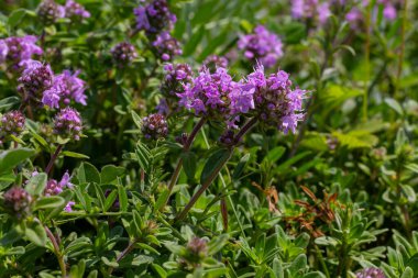 Çiçekli kokulu Thymus Serpilllum, Breckland yabani kekik, sürünen kekik, ya da elf kekik yakın çekim, makro fotoğraf. Güneşli bir günde tarlada güzel yiyecekler ve tıbbi bitkiler.