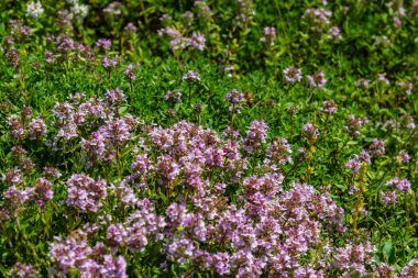 Çiçekli kokulu Thymus Serpilllum, Breckland yabani kekik, sürünen kekik, ya da elf kekik yakın çekim, makro fotoğraf. Güneşli bir günde tarlada güzel yiyecekler ve tıbbi bitkiler.