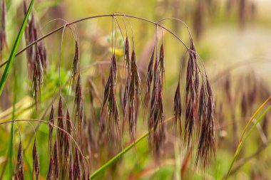 Bromus sterilis bitkisi, herhangi bir santha sterilisi, veya kısır brome, çiçek açarken Poaceae ailesine aittir. Yabani tahıl bitkisi Bromus sterilisi, her neyse...