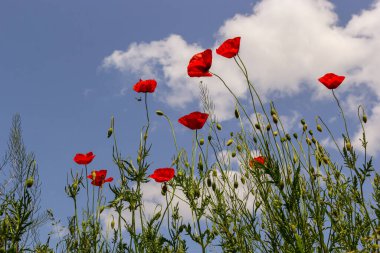 Papaver rhoeas veya yaygın gelincik, Papaveraceae familyasından kırmızı yapraklı yıllık otçul bitkidir..