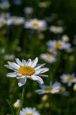 Tripleurospermum inodorum, yabani papatya, mayweed, false papatya ve Baldr kaş, Tripleurospermum türüdür.