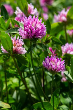 Trifolium pratense, kırmızı yonca. Yazın çayırdaki değerli çiçekleri toplayın. Şifalı ve bal taşıyan bitki, yem ve halk tıbbında tıbbi olarak yontulmuş yabani otlar..