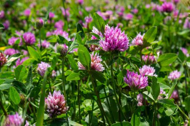 Trifolium pratense, kırmızı yonca. Yazın çayırdaki değerli çiçekleri toplayın. Şifalı ve bal taşıyan bitki, yem ve halk tıbbında tıbbi olarak yontulmuş yabani otlar..