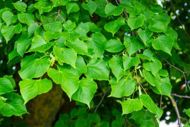 Ağaç dallarında yetişen Tilia yaprakları ve meyveleri.