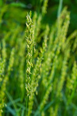Çayırda, yabanda ot ve yabani otlar yetişir. Elymus tövbe eder..